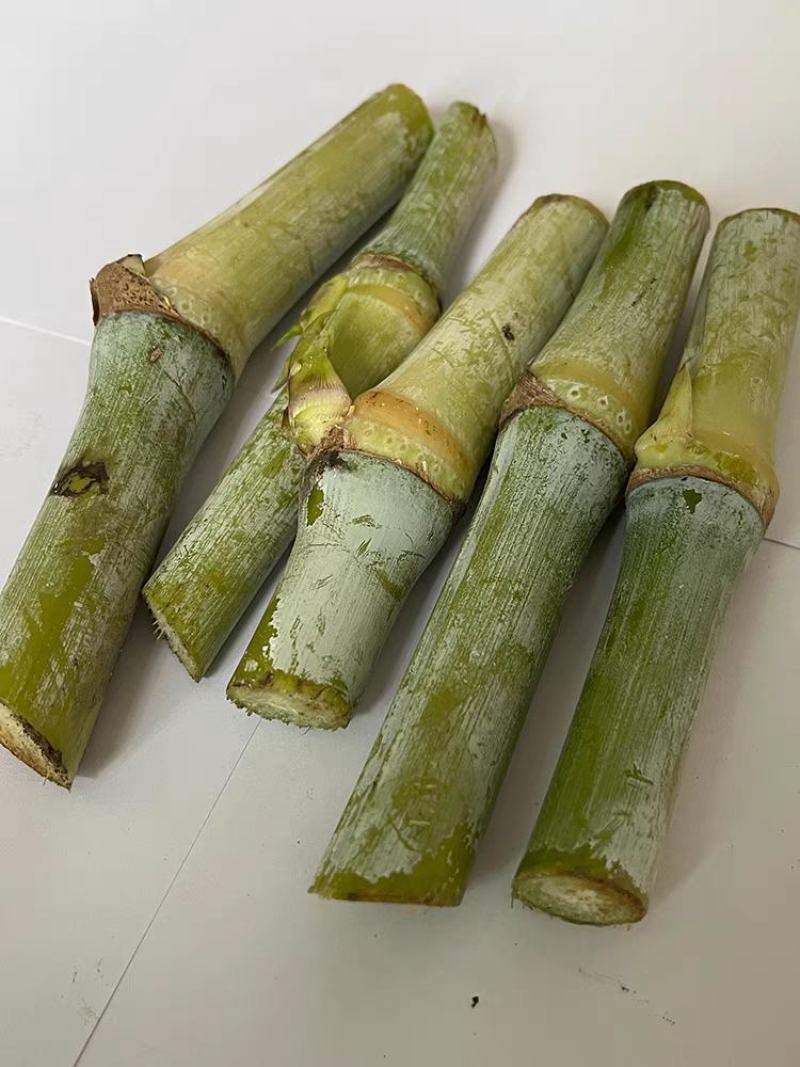 皇竹草种节草种子台湾新型甜象草3号种节多年生四季巨菌草红