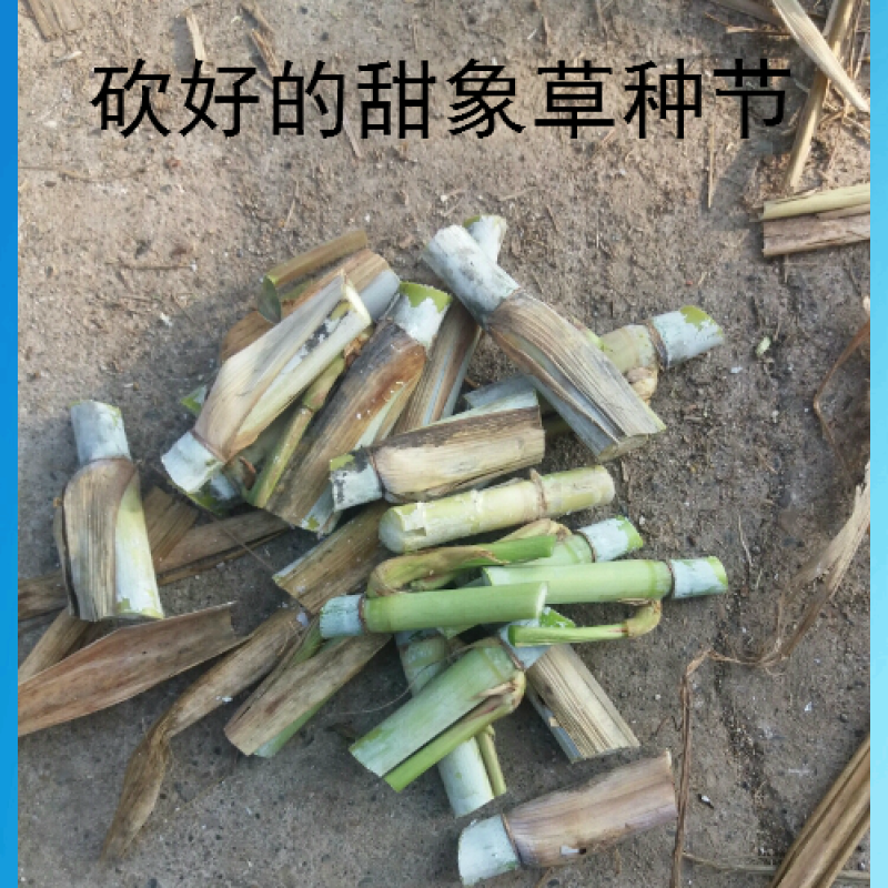 皇竹草种节草种子台湾新型甜象草3号种节多年生四季巨菌草红