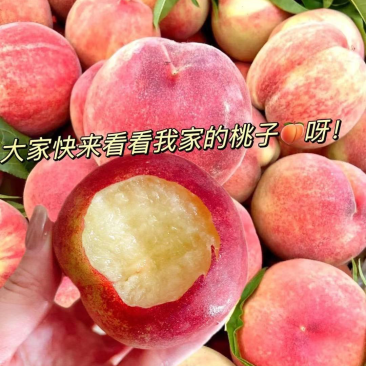 突围毛桃，红不软毛桃，口感纯甜，对接市场商超，产地直销