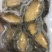 鲍鱼肉500g熟冻去壳去内脏高档食材规格齐全捞汁烧烤食材