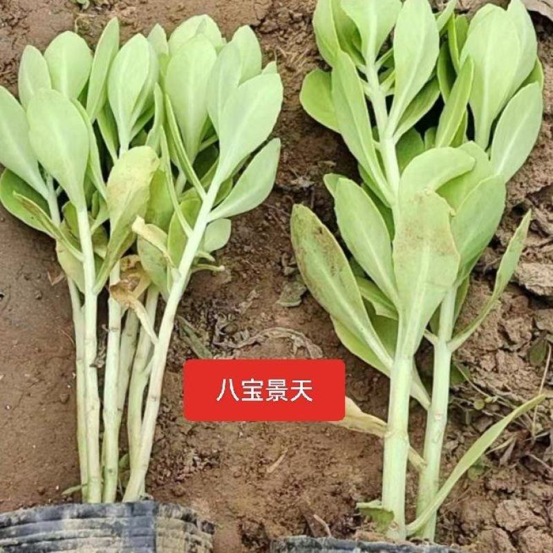 河北定州八宝景天草裸根营养杯绿化苗木护坡草花