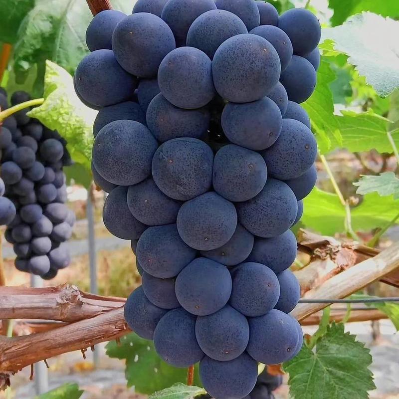 夏黑葡萄大量上市，口感好，颗粒大，产地直供，葡萄代办，