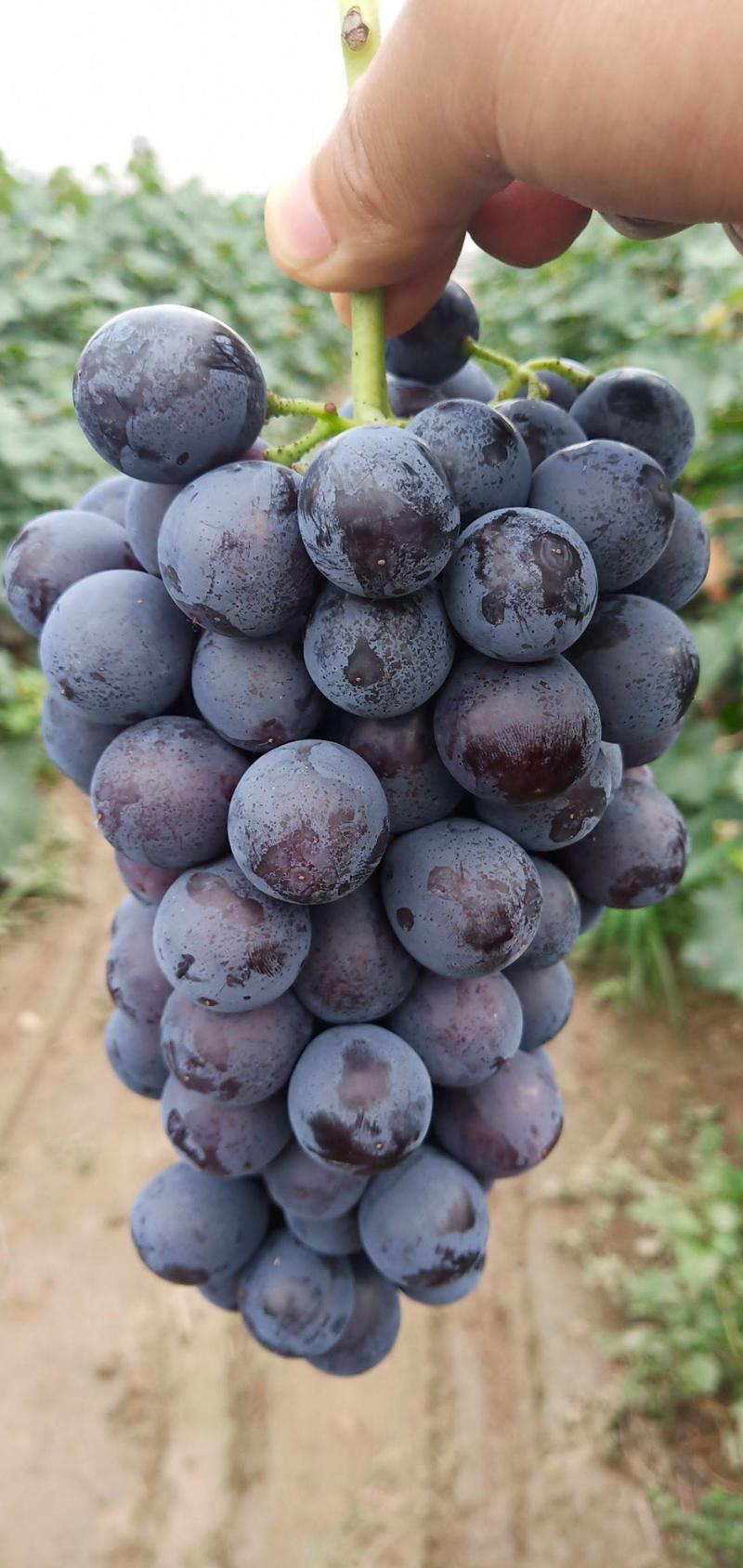 夏黑葡萄大量上市，口感好，颗粒大，产地直供，葡萄代办，