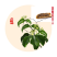 桂枝桂枝尖颗粒优质天然野生无硫桂枝***食用无核散装