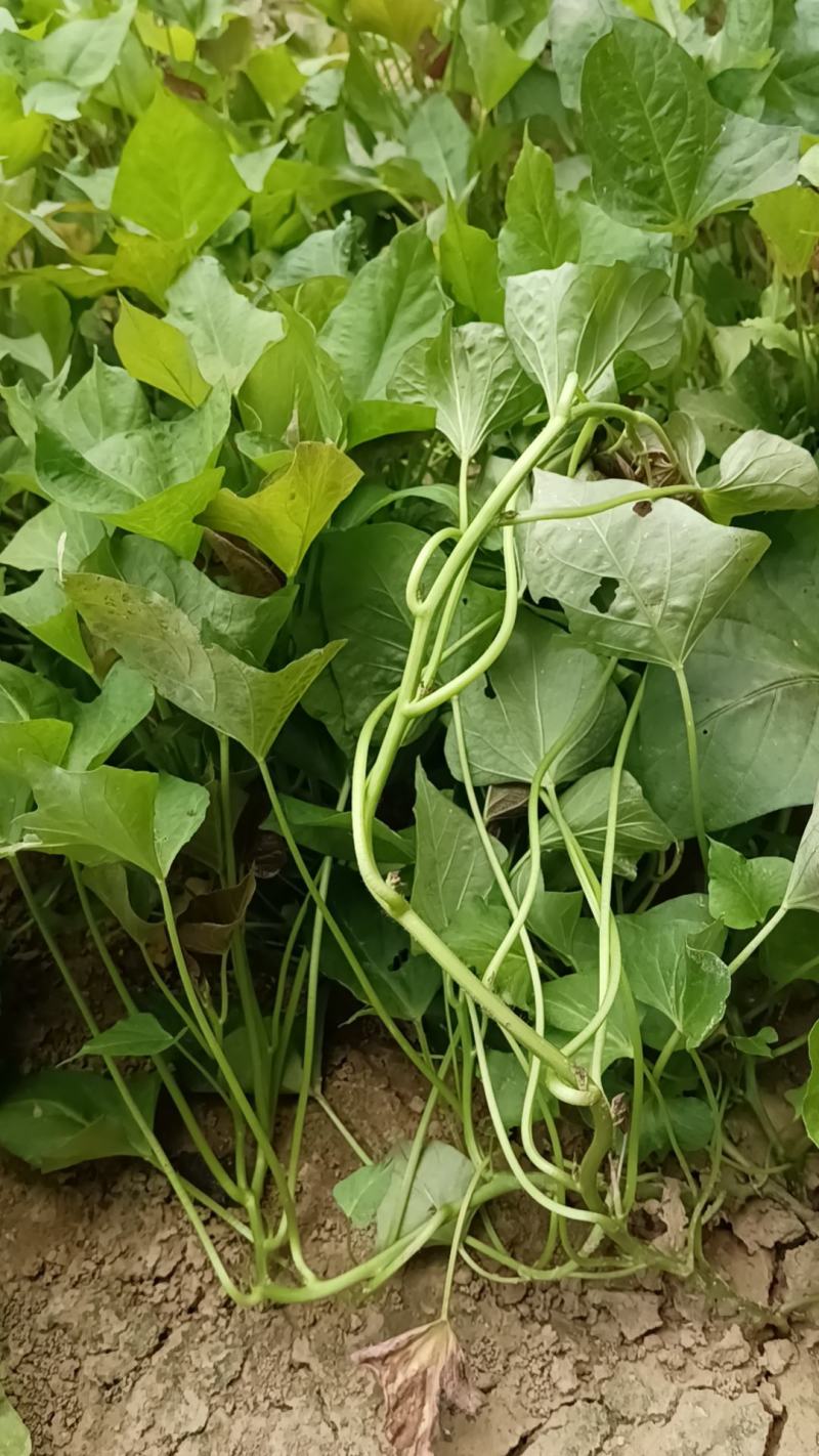 红薯苗，西瓜红，商薯19