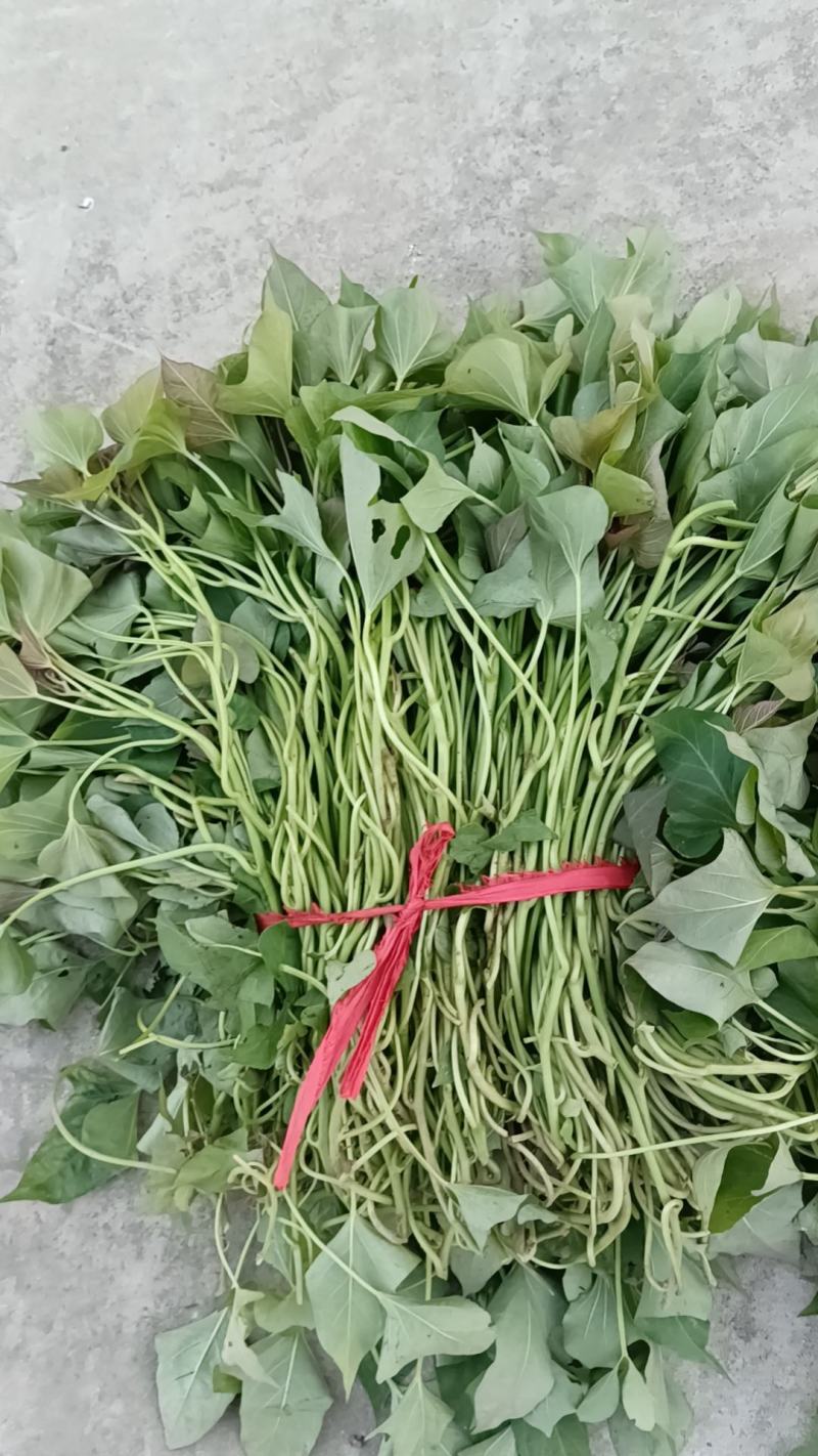 红薯苗，西瓜红，商薯19