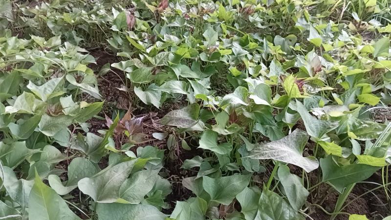 红薯苗，西瓜红，商薯19