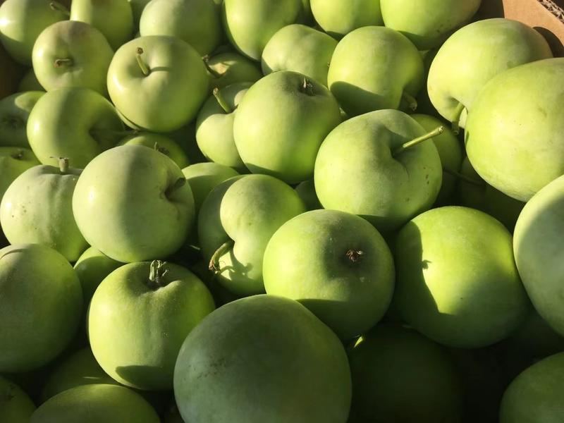 山东临沂苹果青苹果规格齐全品种多产地货源价格便