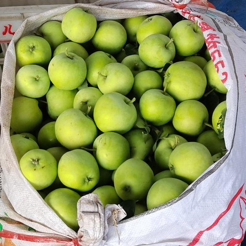 山东临沂苹果青苹果规格齐全品种多产地货源价格便