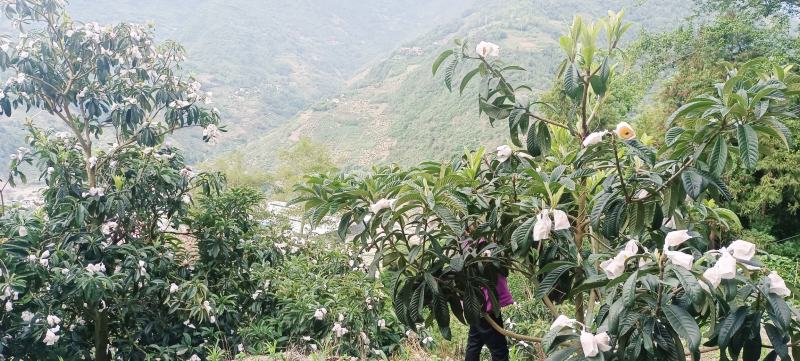 熊猫老家高山枇杷