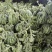 启东百亩西瓜种植园，