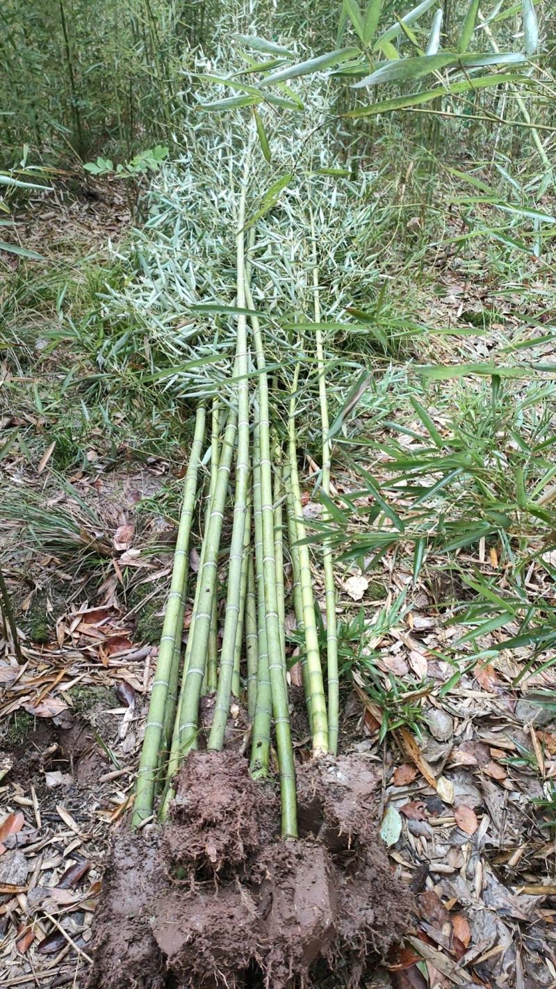 细叶乌头雷竹