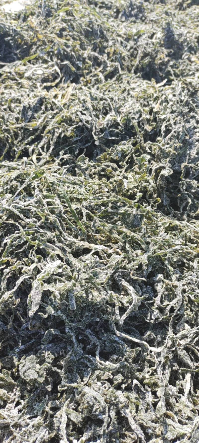 山东威海本地腌渍海带丝干品，干度好，盐少，质量很好有量。