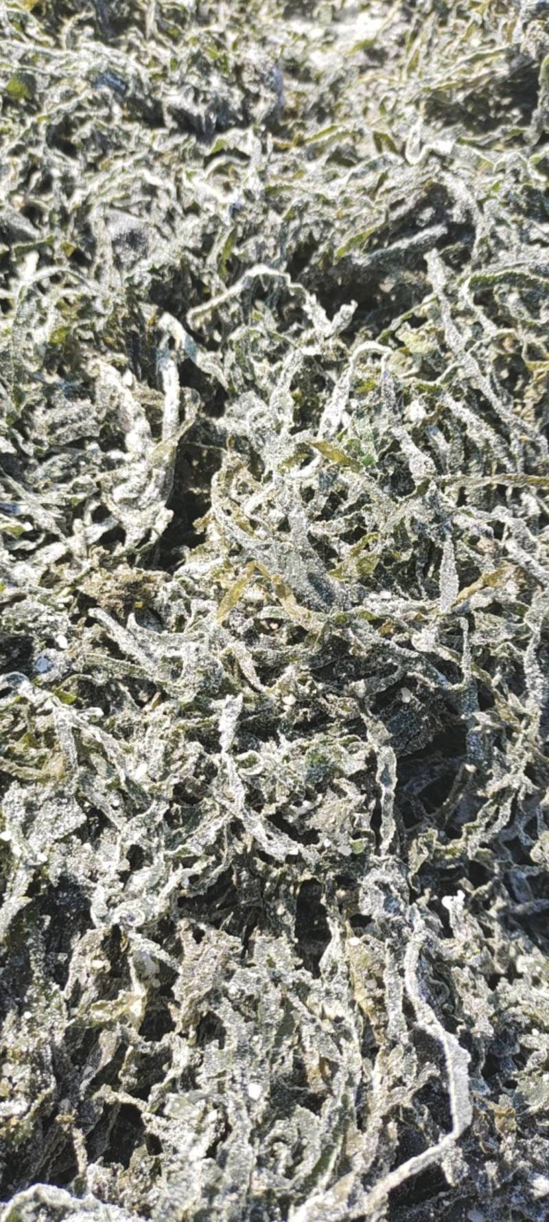 山东威海本地腌渍海带丝干品，干度好，盐少，质量很好有量。
