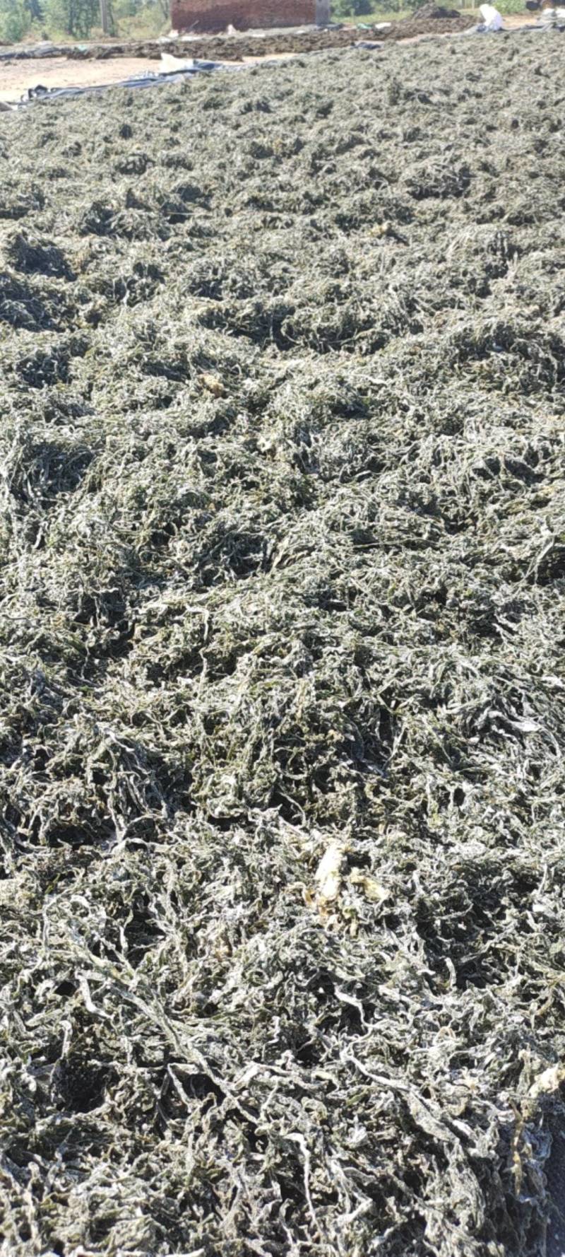 山东威海本地腌渍海带丝干品，干度好，盐少，质量很好有量。