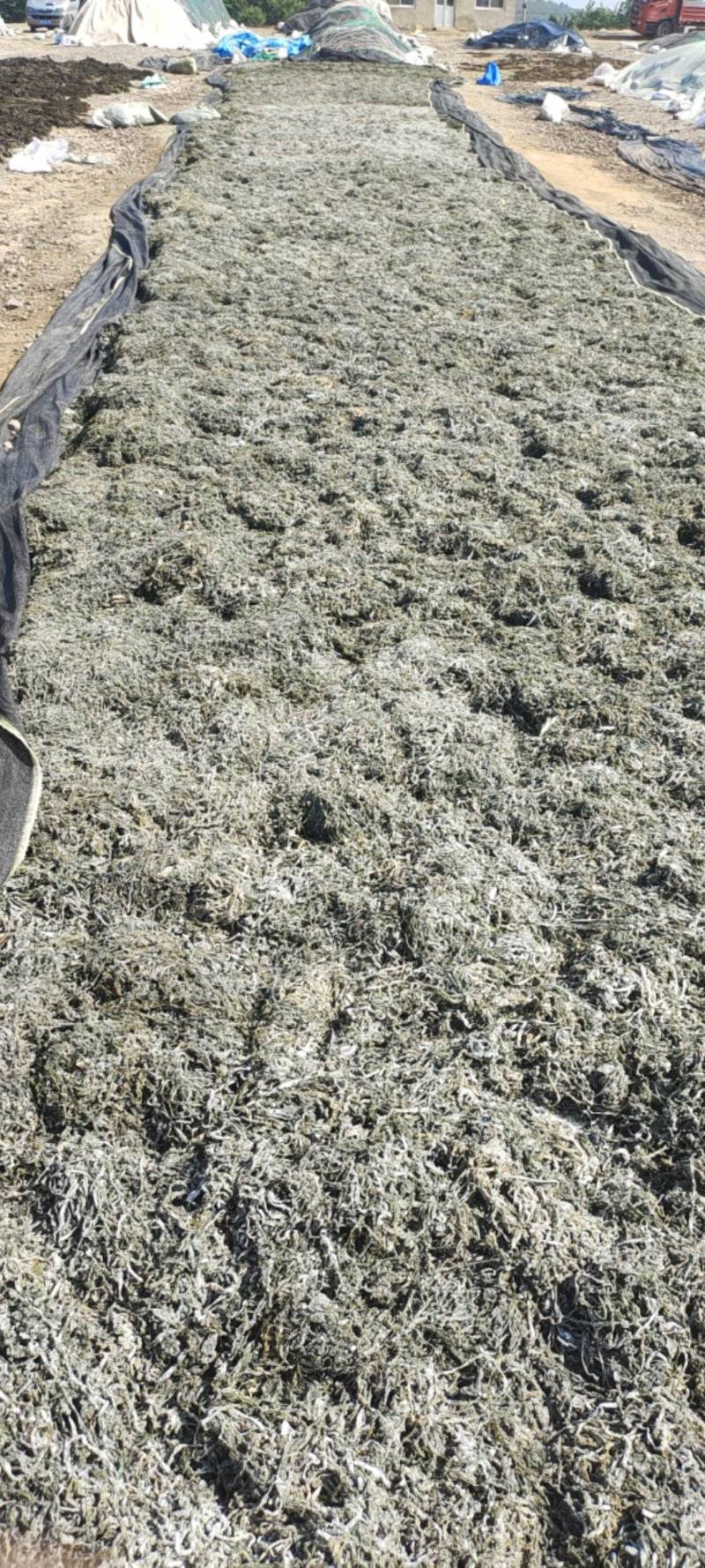 山东威海本地腌渍海带丝干品，干度好，盐少，质量很好有量。