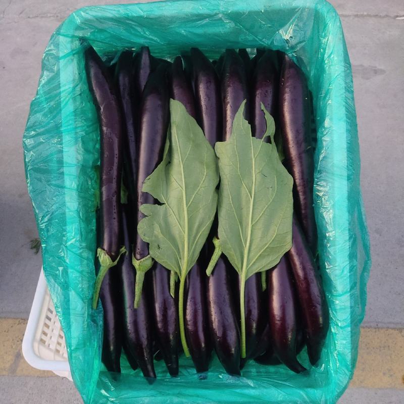 702茄子，无子茄子，868，769，3号