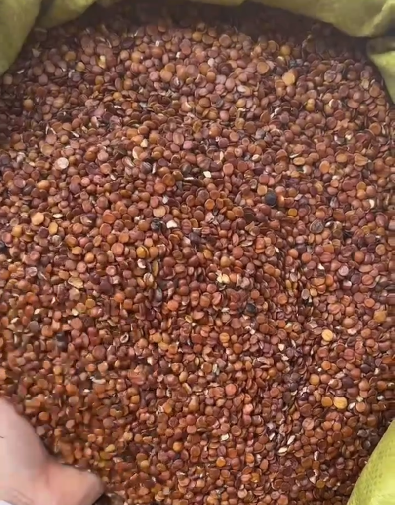 枣仁，酸枣仁，进口枣仁，一手货源，保质保量批发各种中药材