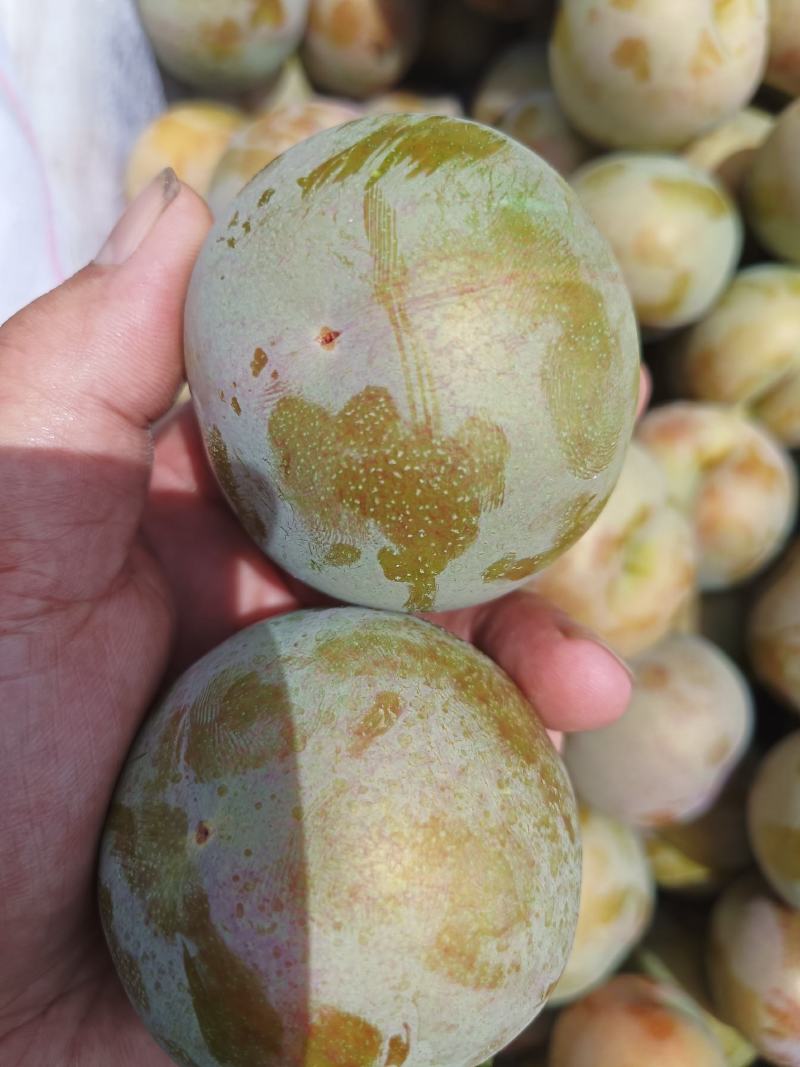 湖北李子味帝皮薄肉厚，口感脆甜，每天现摘现发，产地直供