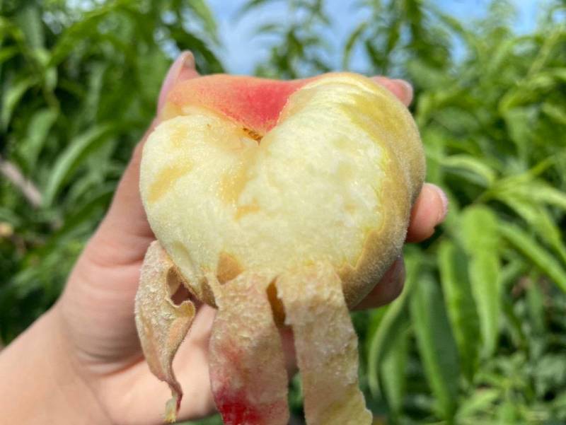 陕西大荔王母毛蟠桃鲜桃新鲜桃子毛桃应季水果整件发货ht