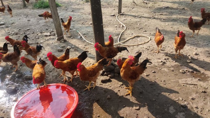 土鸡苗细脚土鸡公苗细脚红毛土鸡散养土鸡苗小种鸡苗包运