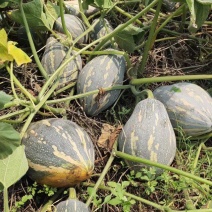 横州市香芋南瓜大量上市中