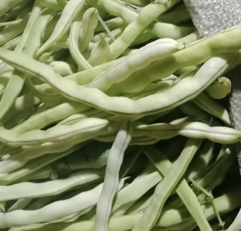 绥中精品白不老豆角产地直供量大从优全国发货供电商