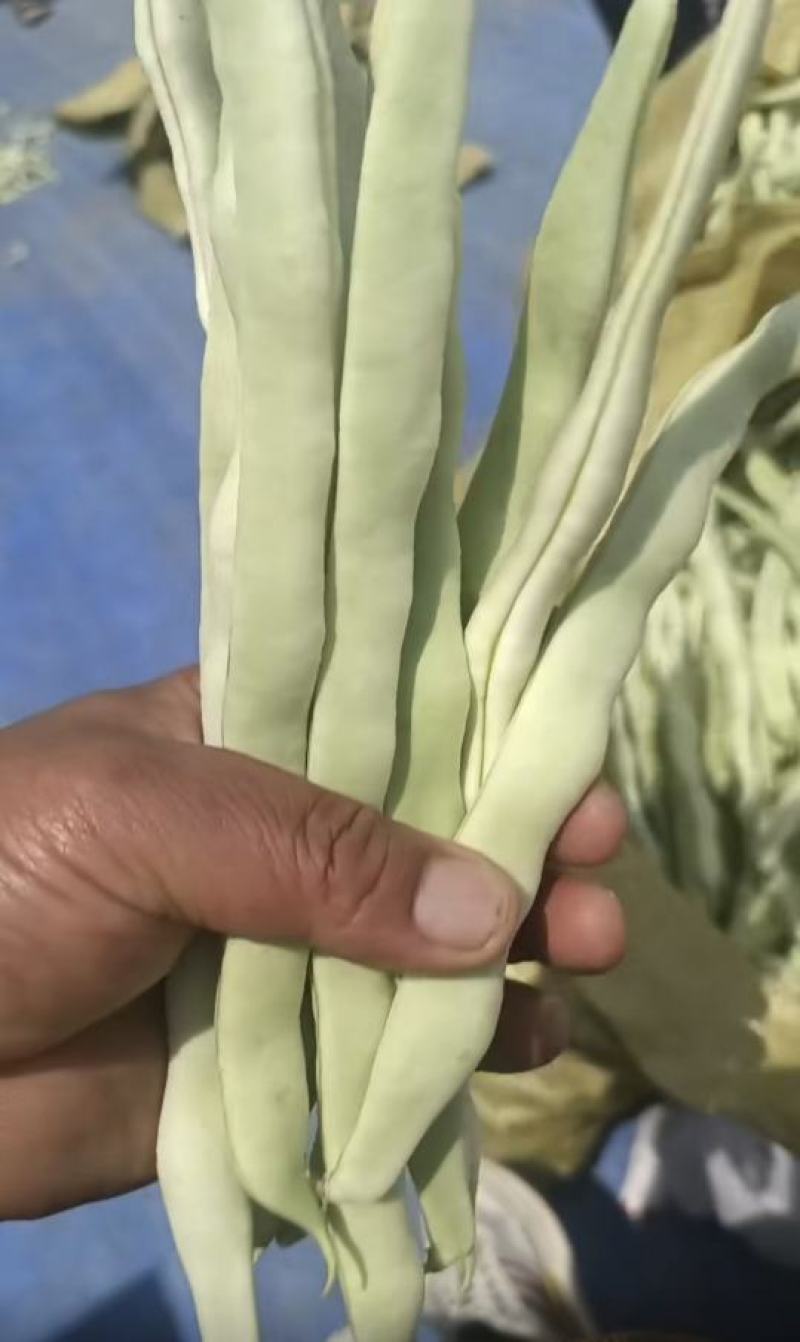 绥中精品白不老豆角产地直供量大从优全国发货供电商