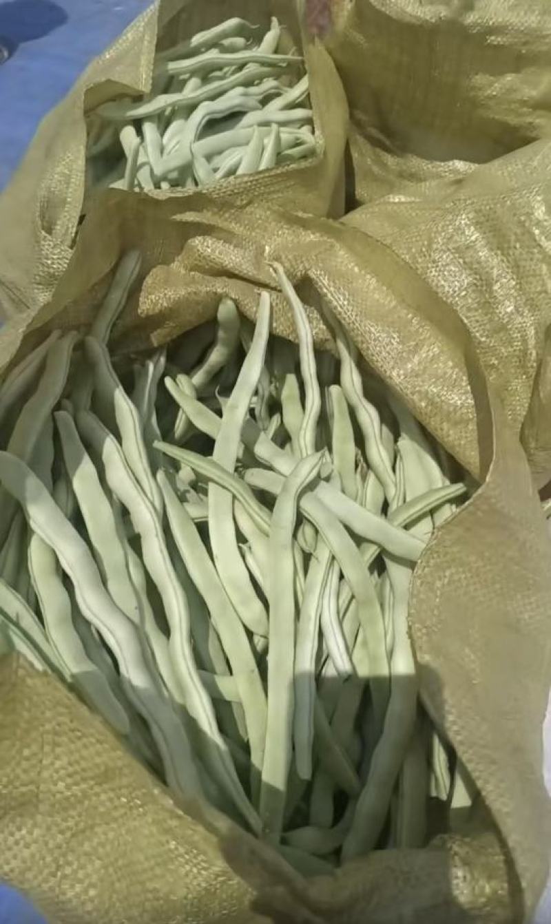 绥中精品白不老豆角产地直供量大从优全国发货供电商