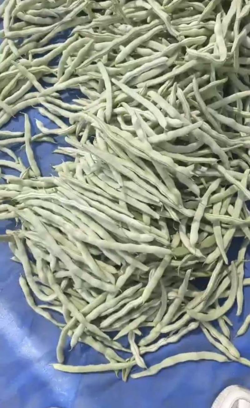 绥中精品白不老豆角产地直供量大从优全国发货供电商