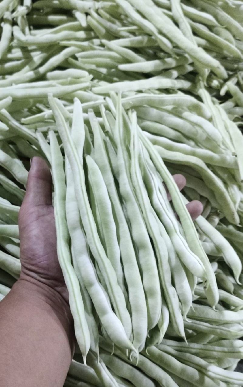 绥中精品白不老豆角产地直供量大从优全国发货供电商