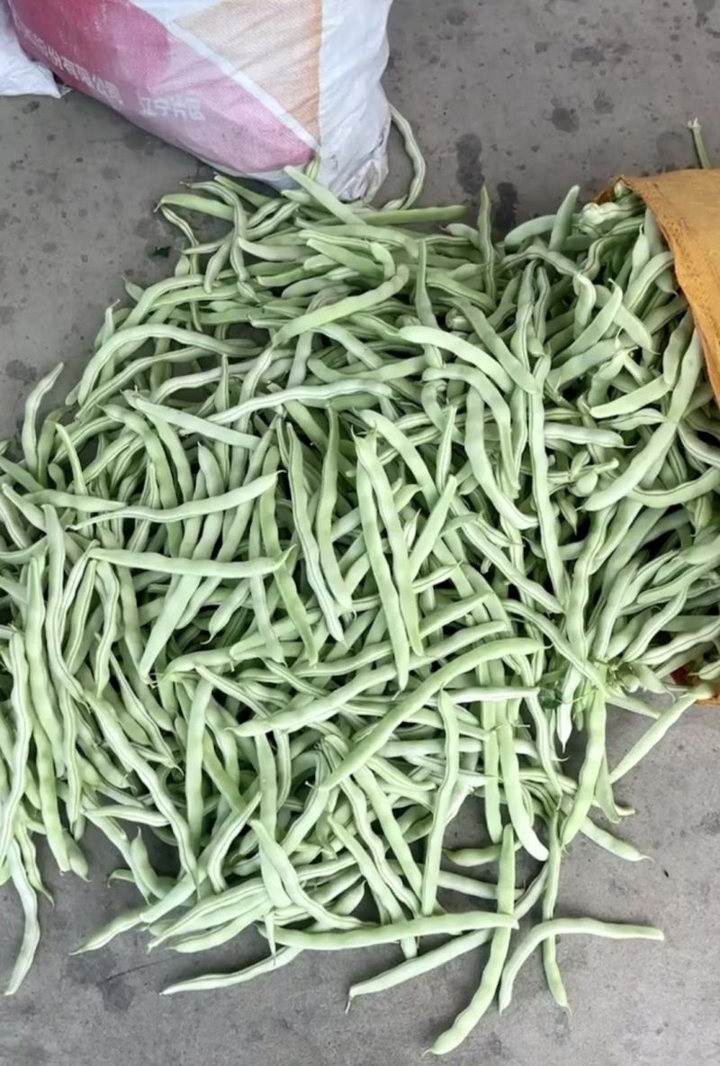 绥中精品白不老豆角产地直供量大从优全国发货供电商