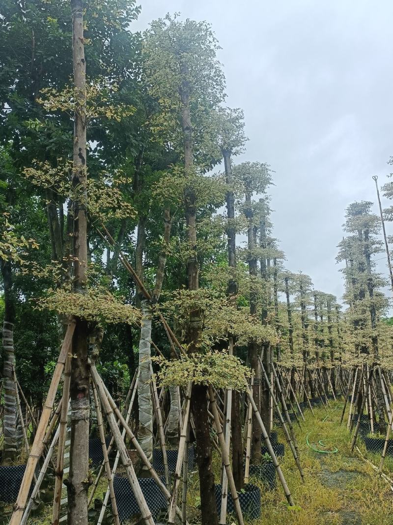 [精选]广东10/15分锦叶榄仁榄仁树货源充足