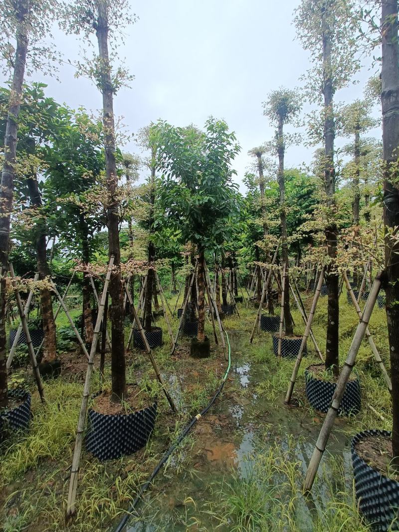 [精选]广东10/15分锦叶榄仁榄仁树货源充足