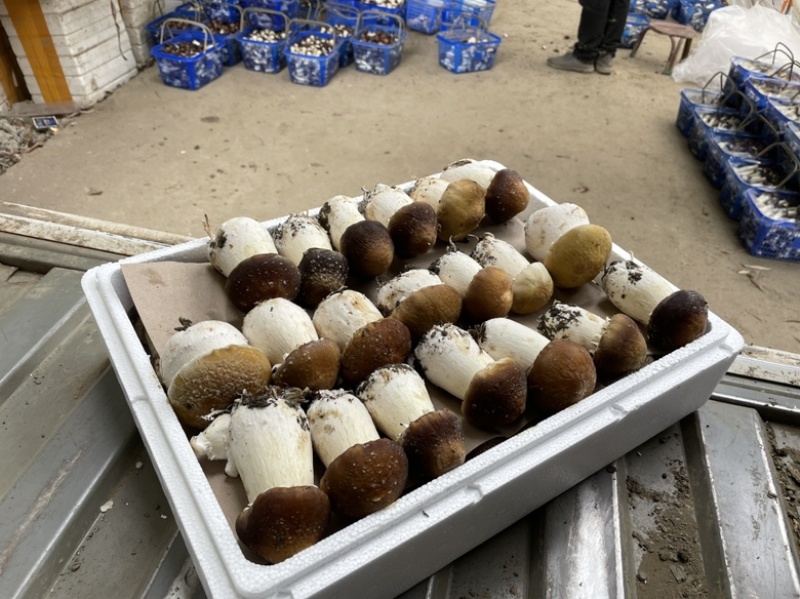 成都产区高原反季节赤松茸大量上市，欢迎您联系我