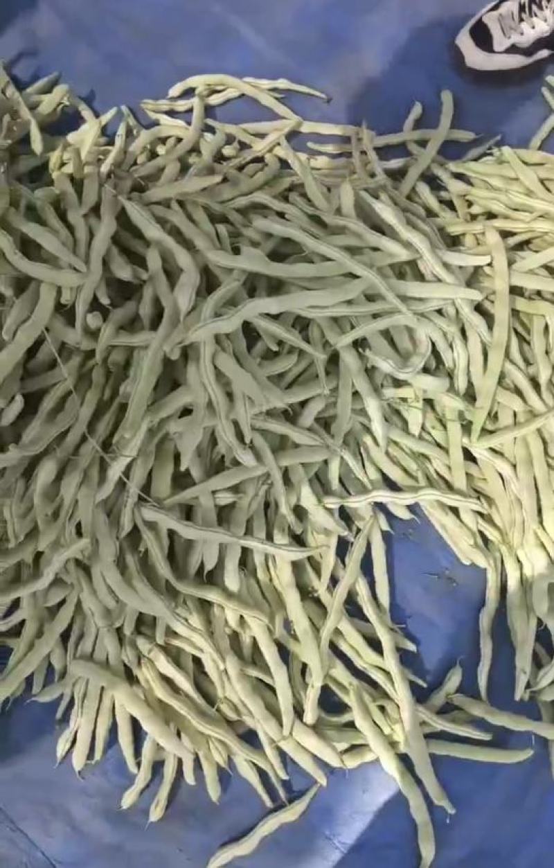 绥中精品架豆王豆角货源充足质量保证供全国电商批发商