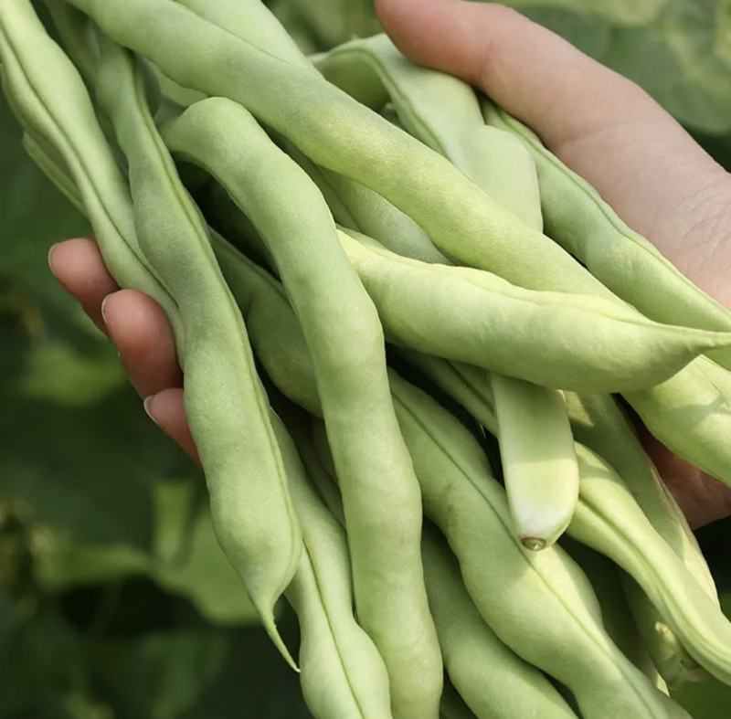 绥中精品架豆王豆角货源充足质量保证供全国电商批发商