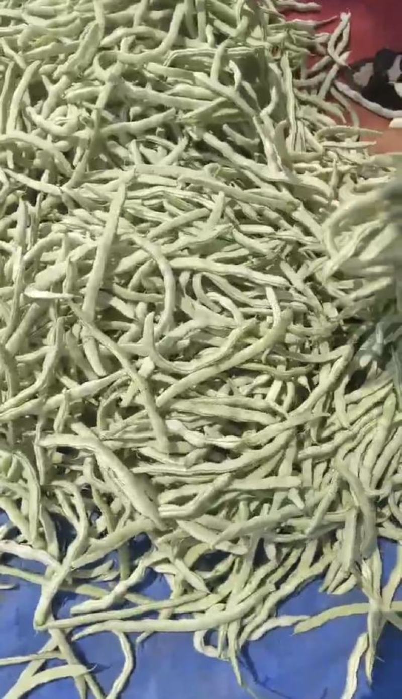 绥中精品架豆王豆角货源充足质量保证供全国电商批发商