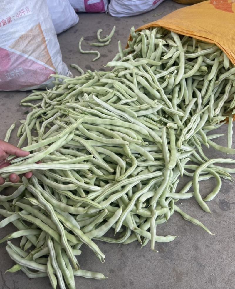 绥中精品架豆王豆角货源充足质量保证供全国电商批发商