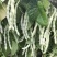 绥中精品架豆王豆角货源充足质量保证供全国电商批发商