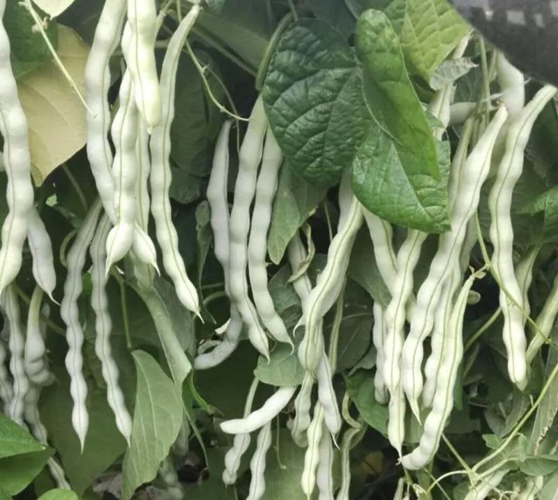 绥中精品架豆王豆角货源充足质量保证供全国电商批发商