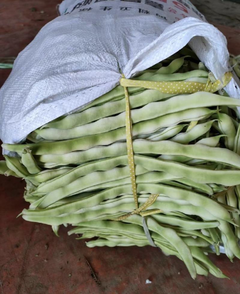 绥中精品架豆王豆角货源充足质量保证供全国电商批发商