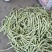 绥中精品架豆王豆角货源充足质量保证供全国电商批发商