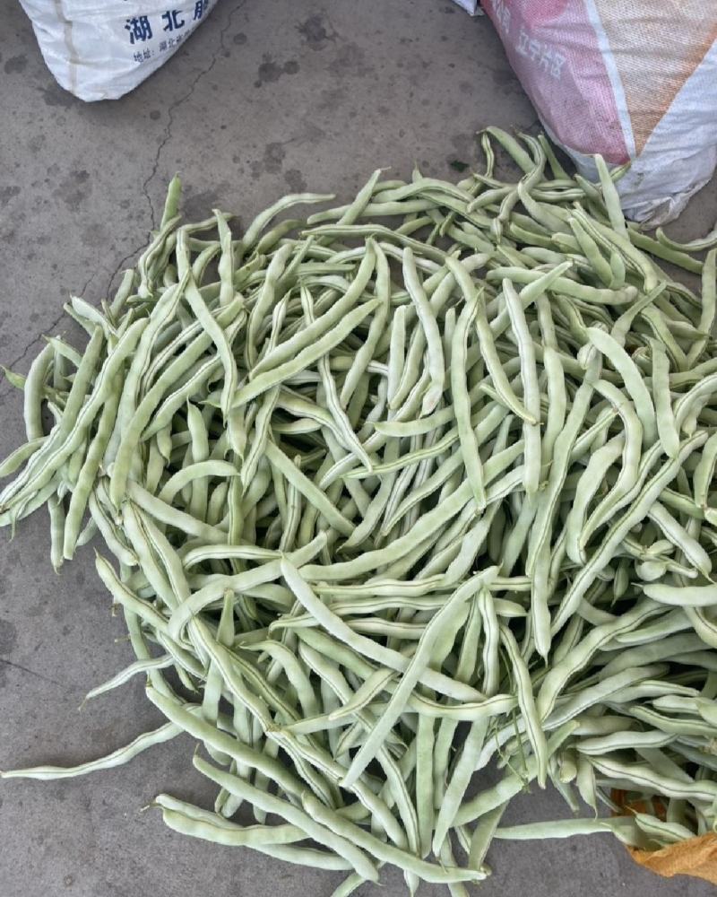 绥中精品架豆王豆角货源充足质量保证供全国电商批发商