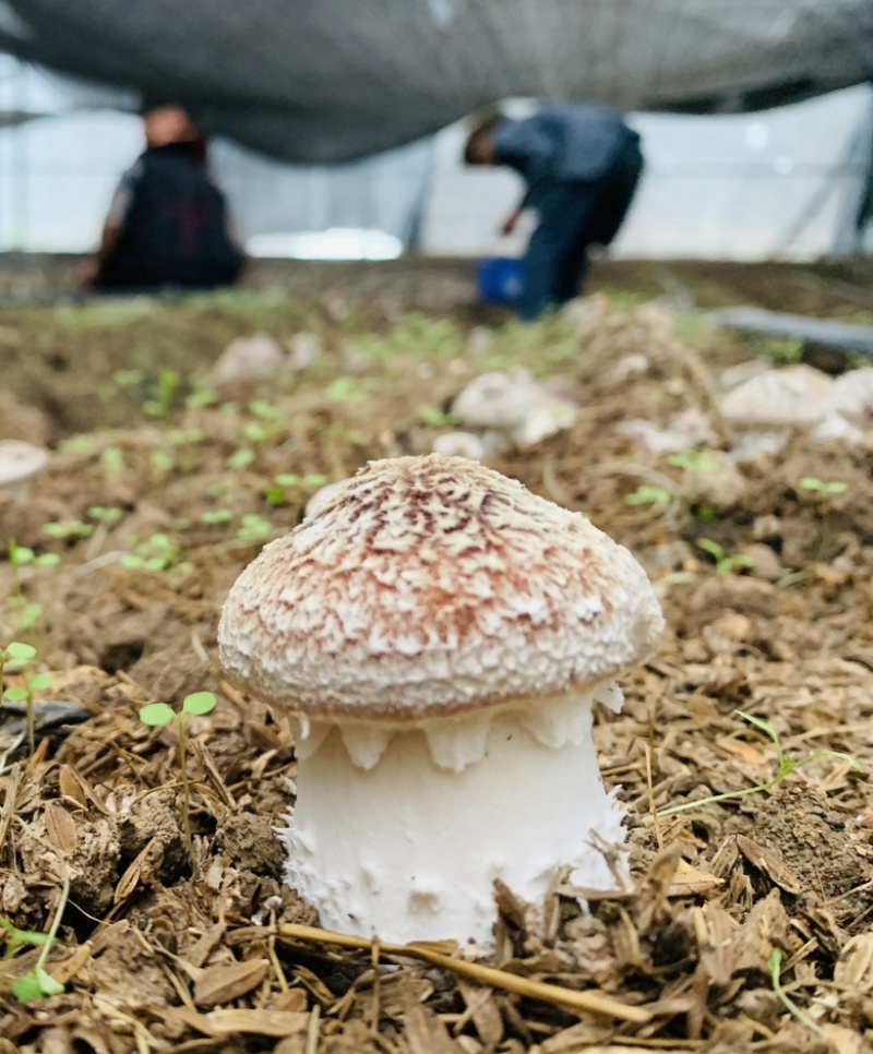 成都产区高原反季节赤松茸大量上市，欢迎您联系我