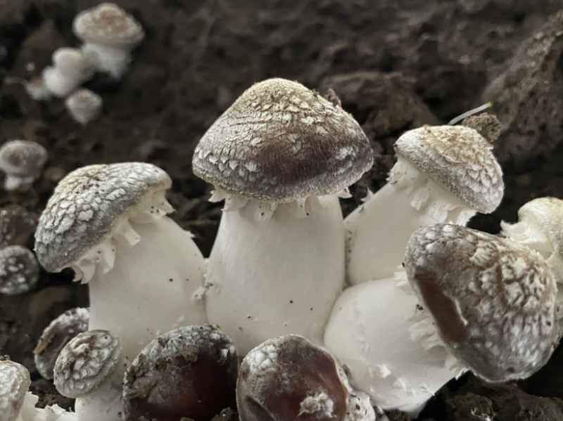 成都产区高原反季节赤松茸大量上市，欢迎您联系我