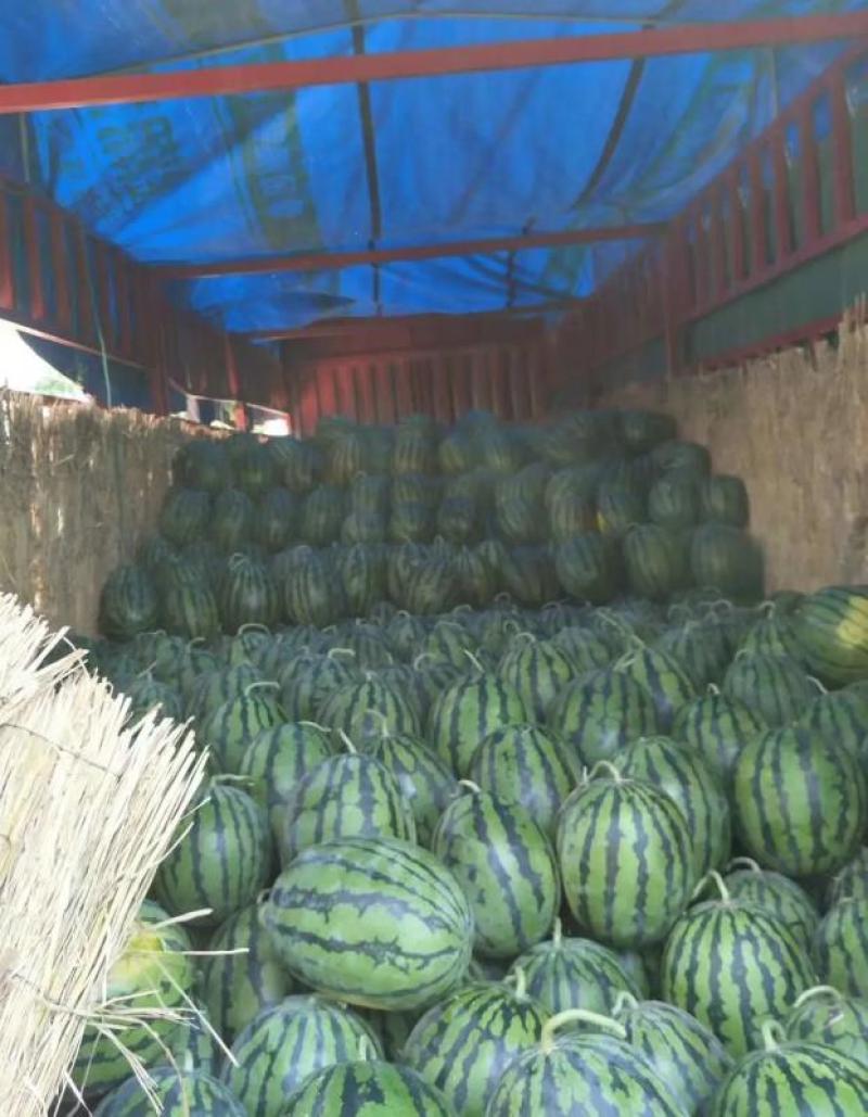 湖北西瓜美都西瓜麒麟美都基地直发一手货源