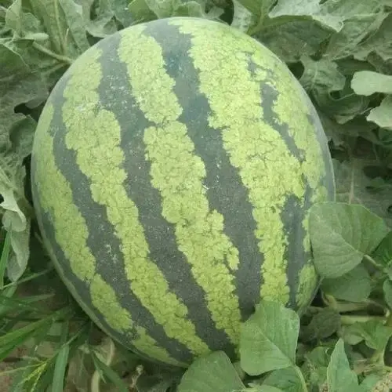 湖北西瓜美都西瓜麒麟美都基地直发一手货源