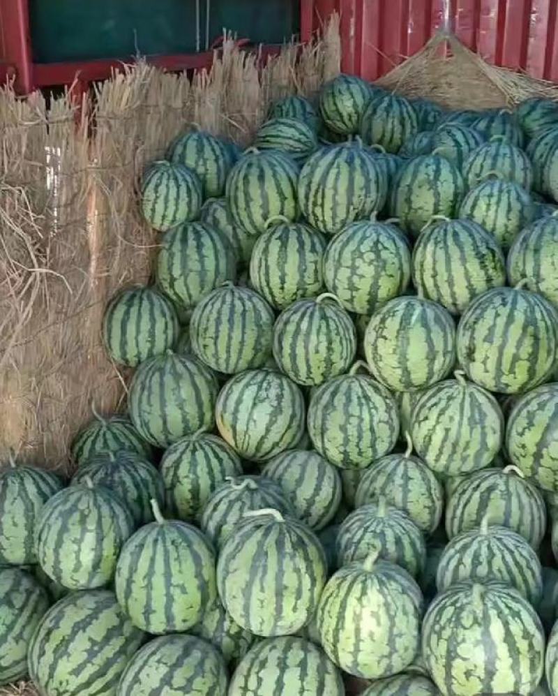湖北西瓜美都西瓜麒麟美都基地直发一手货源