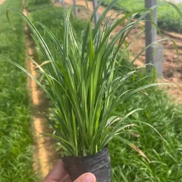 崂峪苔草山东崂峪苔草青州崂峪苔草崂峪苔草基地
